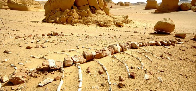 Wadi Al-Hitan