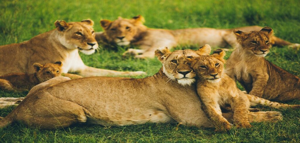 Discover Kenya Wildlife