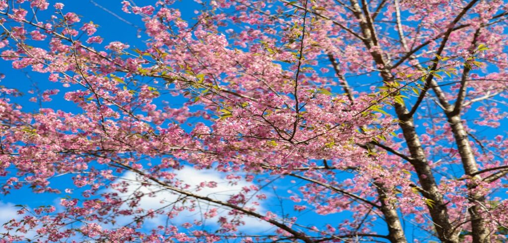 Shillong Cherry Blossom & Jazz Festival