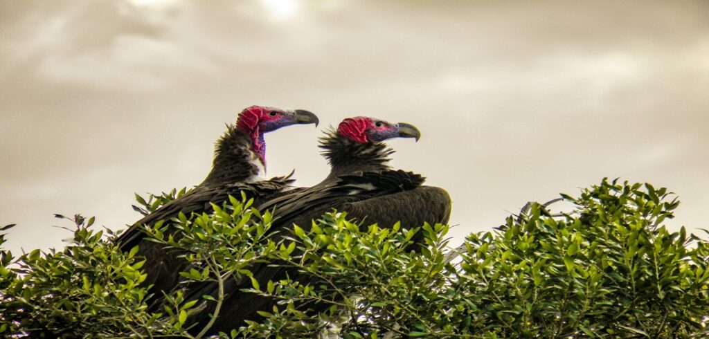 THE ULTIMATE KENYA QUEST