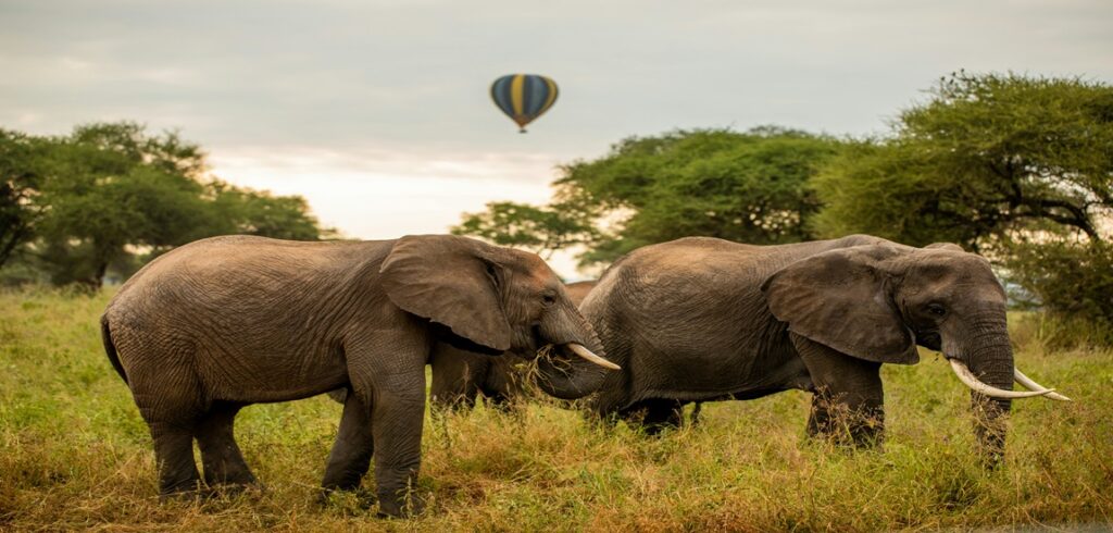 WILD TANZANIA SAFARI ESCAPE