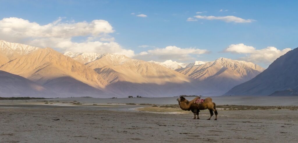 Ladakh Desert Wonders