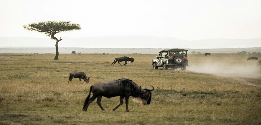 Kenya Wildlife Trails