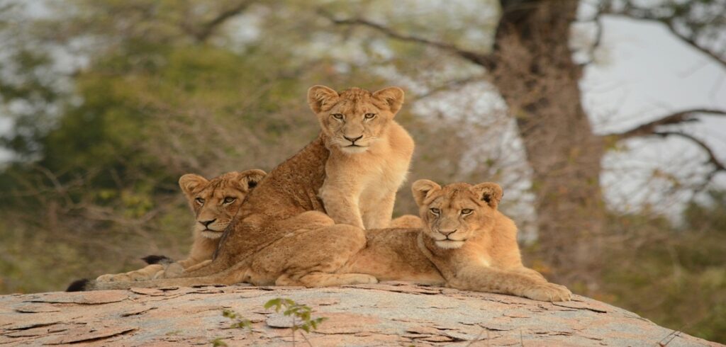 Ultimate South African Adventure