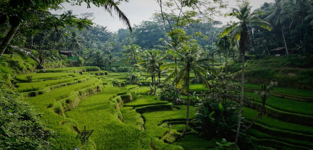 Bali Paradise Collection