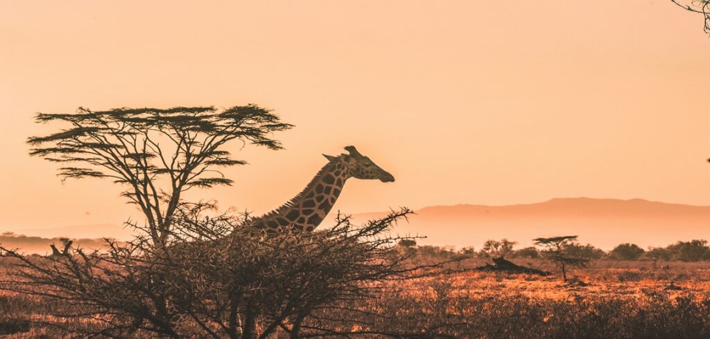 Kenya Uncovered