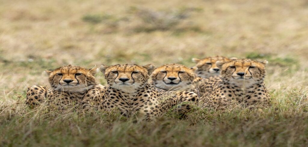 Kenya Baby Cheetah Trail