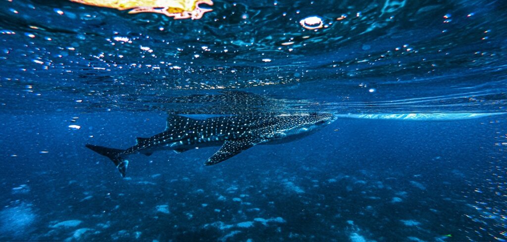Manila & Cebu Island Wonders