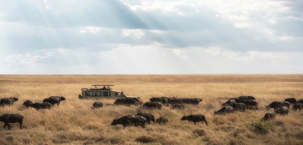 Tanzania's Great Wilderness