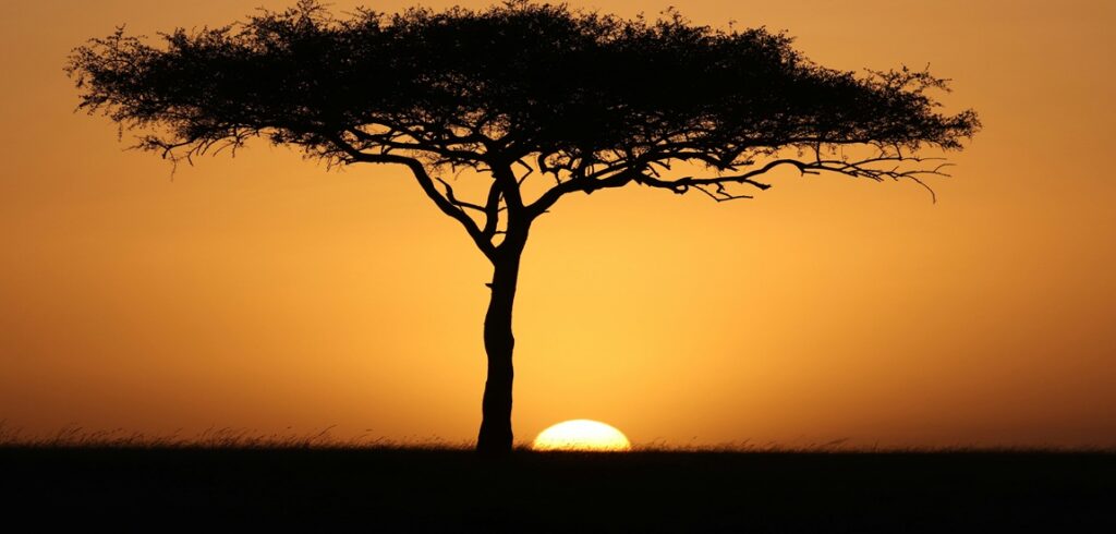 Thorn Tree Kenya - Into the Wild